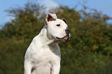 BOULEDOGUE AMERICAIN 334